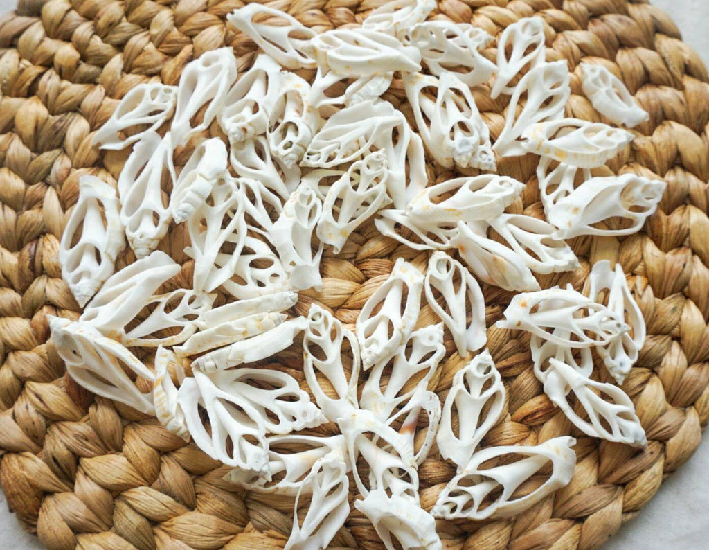 Sliced sea shell material | sea shell for crafting | natural sea shell for DIY | DIY kit