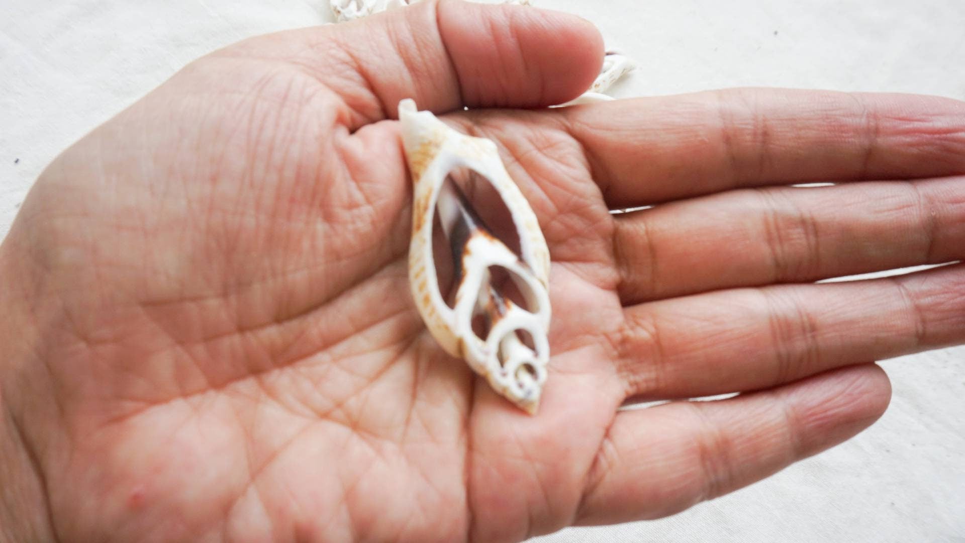 Sliced sea shell material | sea shell for crafting | natural sea shell for DIY | DIY kit