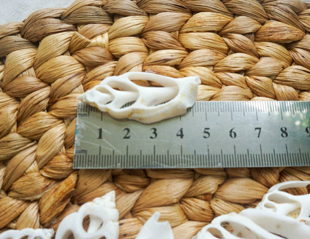 Sliced sea shell material | sea shell for crafting | natural sea shell for DIY | DIY kit