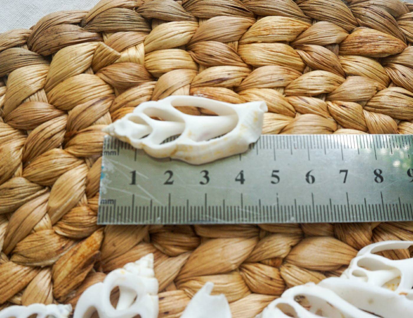 Sliced sea shell material | sea shell for crafting | natural sea shell for DIY | DIY kit