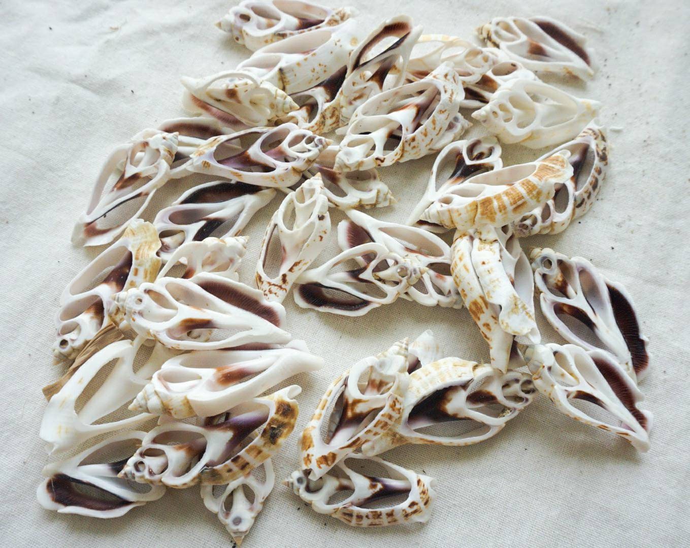 Sliced sea shell material | sea shell for crafting | natural sea shell for DIY | DIY kit