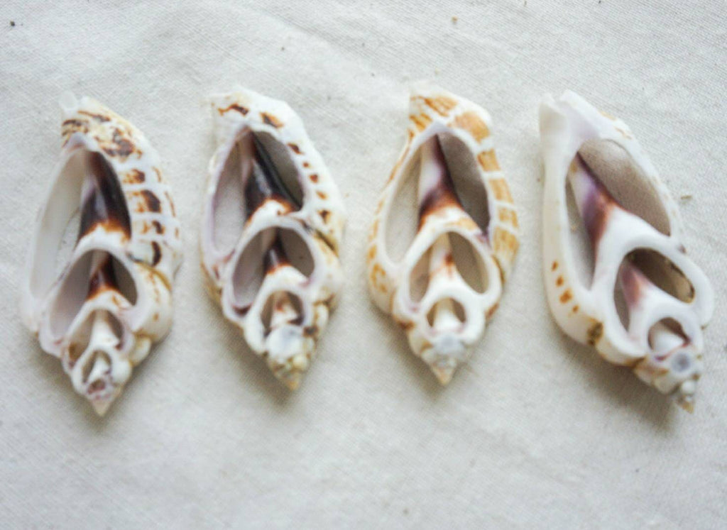 Sliced sea shell material | sea shell for crafting | natural sea shell for DIY | DIY kit