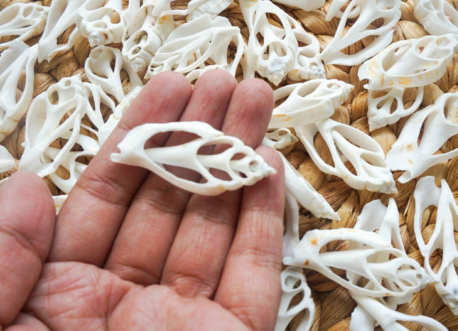 Sliced sea shell material | sea shell for crafting | natural sea shell for DIY | DIY kit