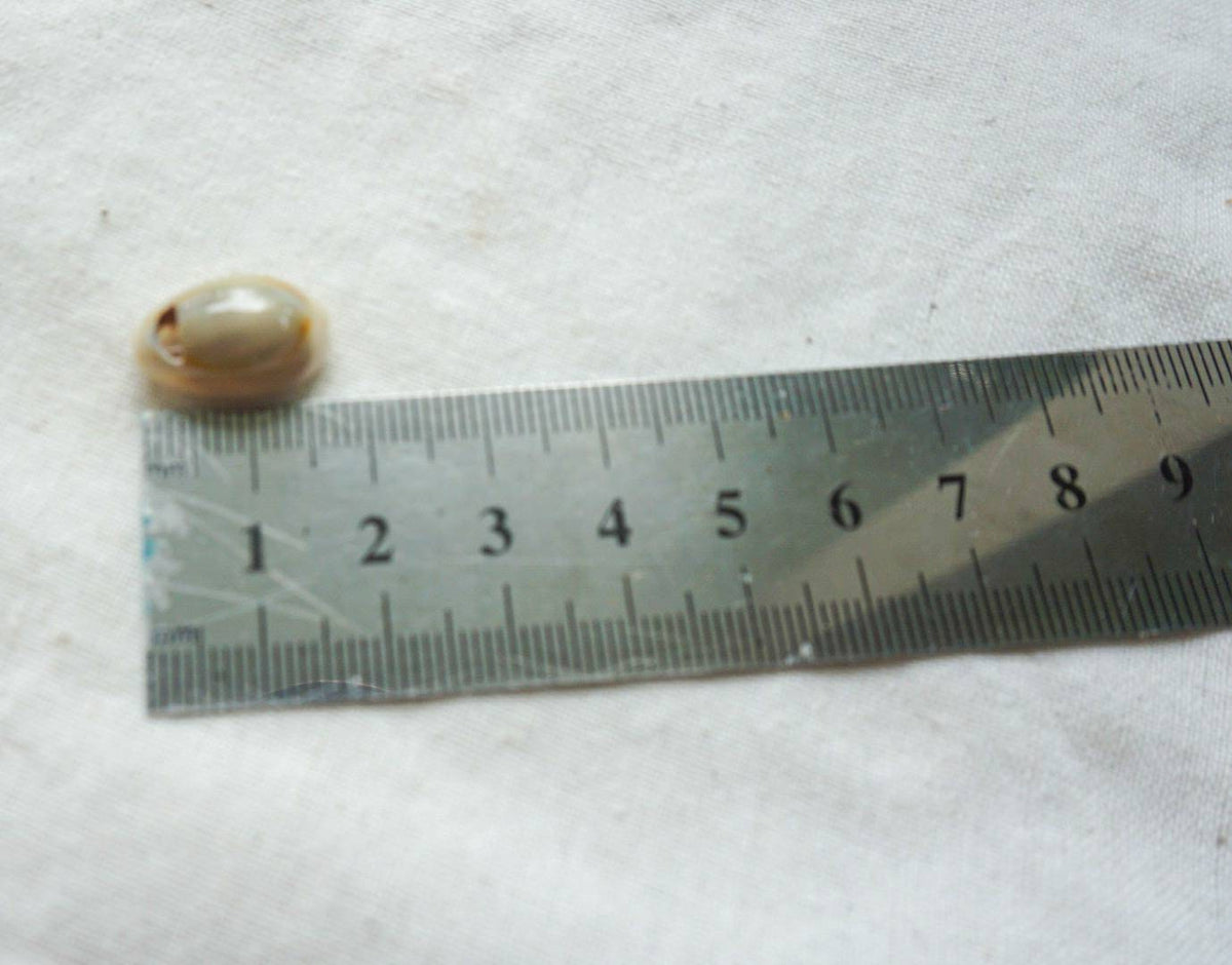 Natural Drilled Cowrie Shell Beads – Craft Supply