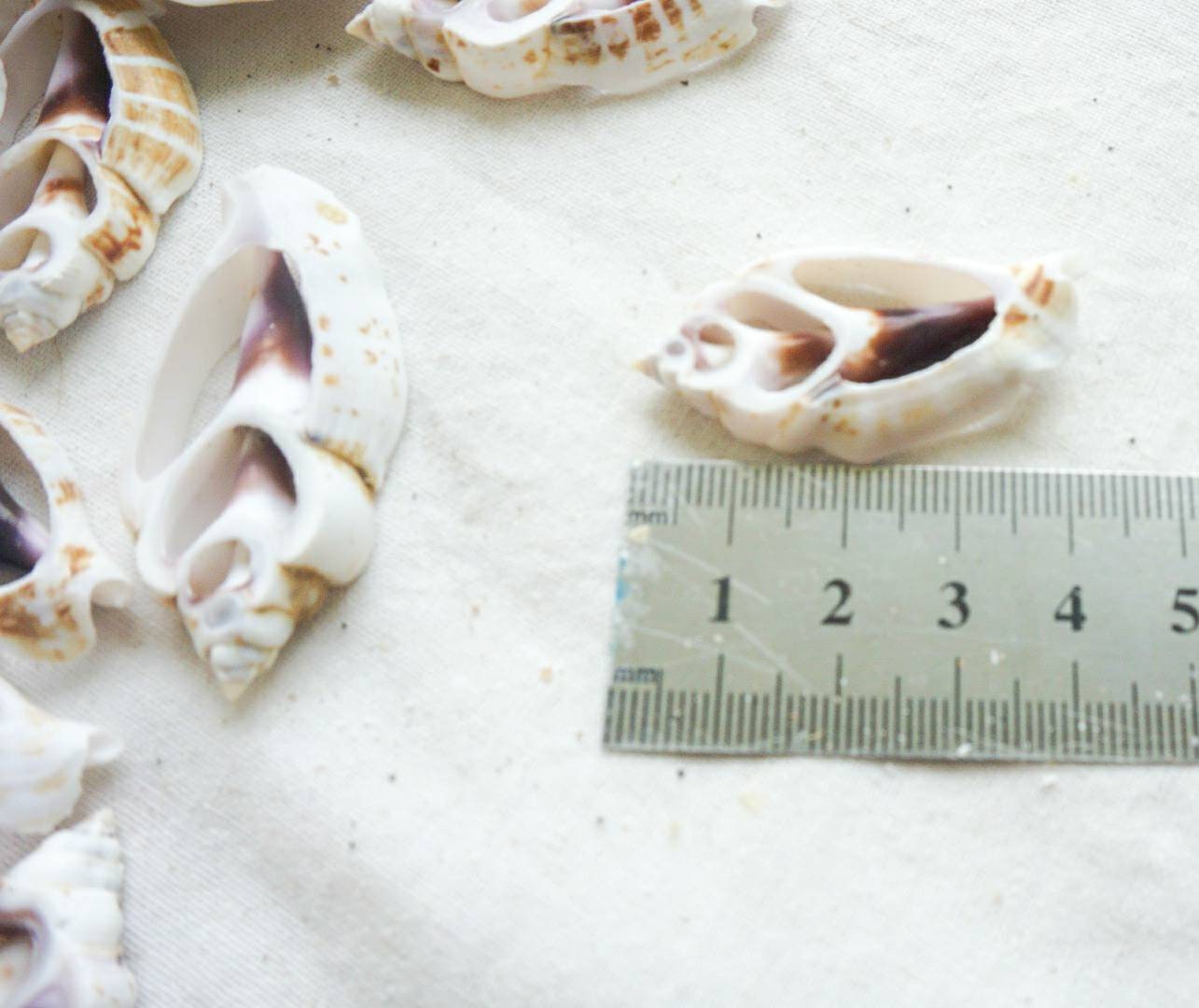 Sliced sea shell material | sea shell for crafting | natural sea shell for DIY | DIY kit