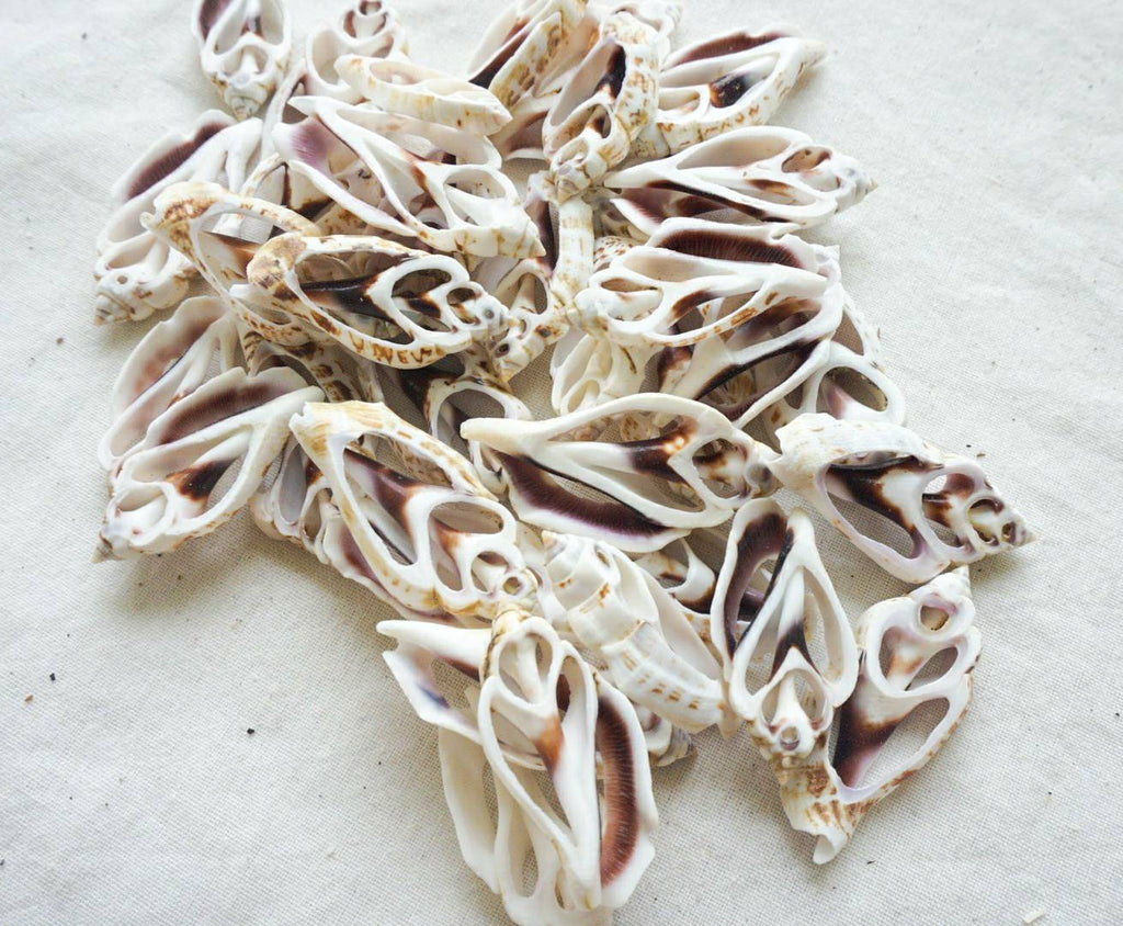 Sliced sea shell material | sea shell for crafting | natural sea shell for DIY | DIY kit