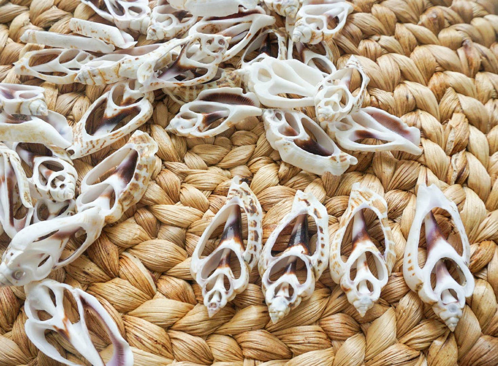 Sliced sea shell material | sea shell for crafting | natural sea shell for DIY | DIY kit
